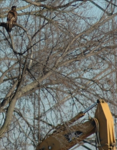 Juvenile Bald Eagle and Cat Excavator