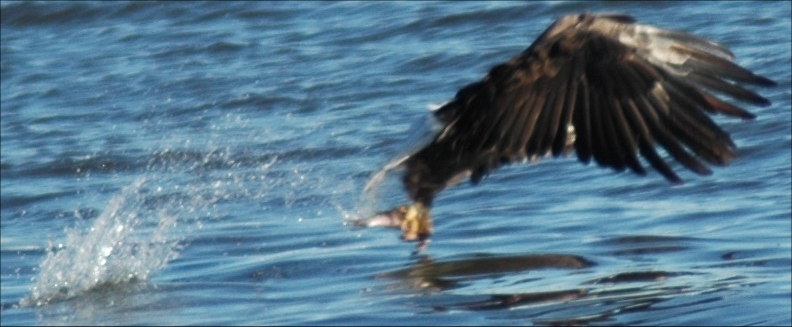 Eagle snatching a fish out of the water