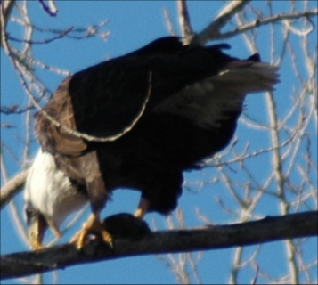 Eagle eating a recently captured fish