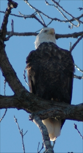 Bald Eagle Sitting