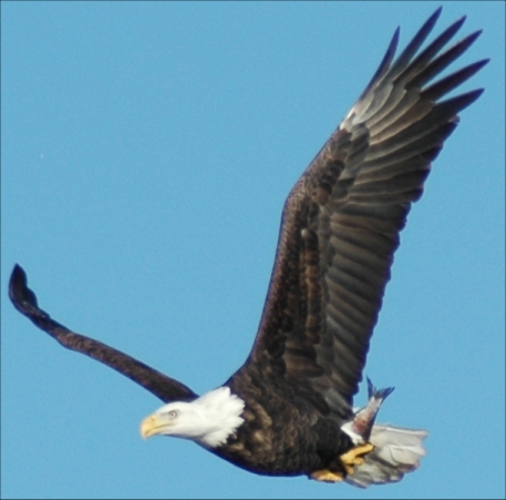 Eagle in flight with fish in clutches
