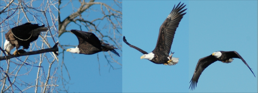 Eagle in Flight with a Fish