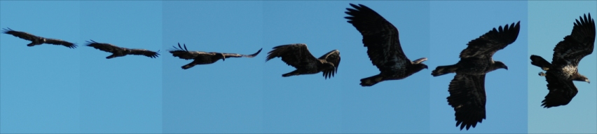 Juv Eagle in Flight
