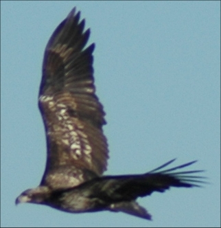 Juv Eagle displaying his wingspan