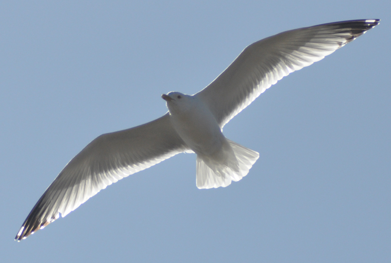 Gull from the Heavens