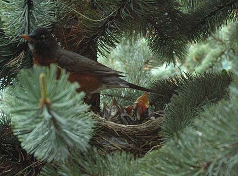 Nesting Robin 