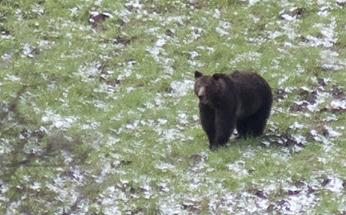 Black Bears in Yellowstone