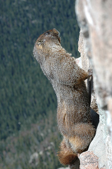 Yellow-Bellied Marmot - Hanging on a rock cliff