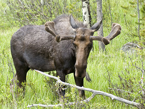 Yellowstone Moose